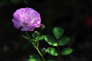 蔷薇花语，代表着美好的爱情适合恋人间赠送是什么？