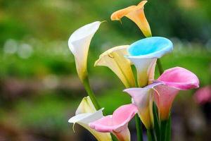 马蹄莲花语丰富，象征着美好尊贵和虔诚是什么？