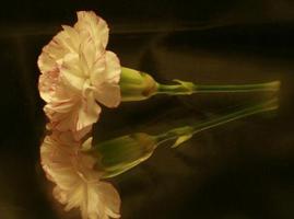 黄色康乃馨的花语 对母亲的感激之情是什么？