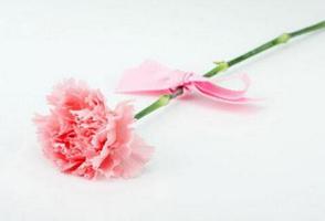 粉色康乃馨的花语 永远年轻美丽是什么？