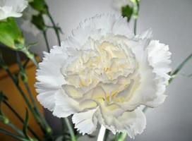 白色康乃馨的花语 纯洁的友谊是什么？