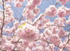 樱花的花语象征 质朴纯洁的爱情是什么？