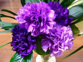紫色康乃馨的花语 温馨与慈祥是什么？