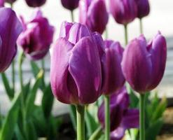 紫色郁金香的花语，此生不悔和无尽的爱是什么？