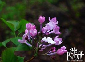 丁香花的花语 纯洁的初恋是什么？