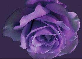 紫玫瑰花语,全世界只对你有感觉是什么？
