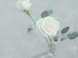 白玫瑰的花语,白玫瑰代表什么意思(纯纯的爱)是什么？