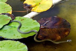 做梦梦到3条蛇预示着什么？啊预示着什么？-周公解梦