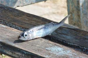 做梦梦到鱼死预示着什么？-周公解梦