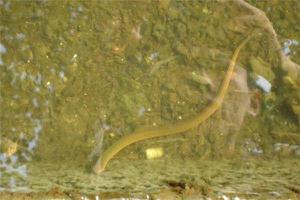 做梦梦到杀黄鳝预示着什么？-周公解梦