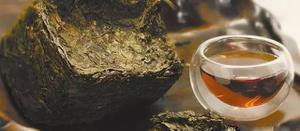 黑茶原料粗老的原因解析-黑茶知识