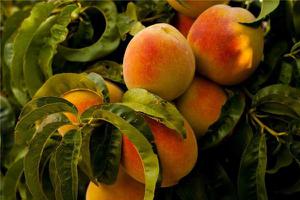 做梦梦到自己从树上摘桃子预示着什么？-周公解梦