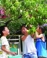 做梦梦到自己摘桃子，是不是吉兆呢？-周公解梦