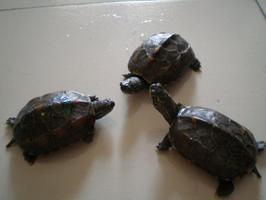 做梦梦到三只乌龟,在周公解梦中代表着什么呢?-周公解梦