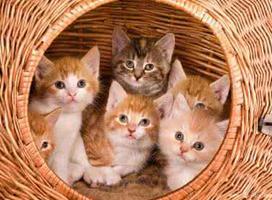 做梦梦到一群猫，这吉不吉利？-周公解梦