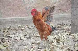 做梦梦到一只鸡站在那里？-周公解梦