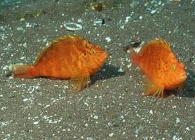 做梦梦到水里捞鱼的寓意你了解吗?千万不要错过。预示着什么?-周公解梦