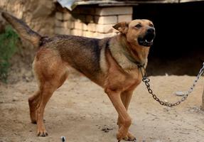 做梦梦到大狼狗想咬我要注意这些事情才可以了。预示着什么?-周公解梦