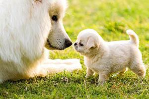 做梦梦到两只狗好不好呢预示着什么？-周公解梦