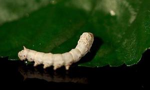 做梦孕妇梦到好多蚕,这有什么预示预示着什么?-周公解梦