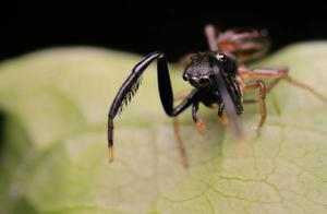 做梦梦到床上有虫子，最近困难可能多预示着什么？-周公解梦