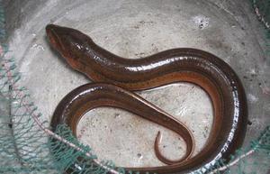 做梦梦到蛇和鱼预示着什么?,是不是胎梦预示着什么?-周公解梦