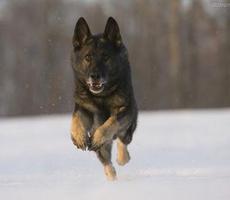 做梦孕妇总梦到被动物追赶平时要注意你知道吗预示着什么？-周公解梦