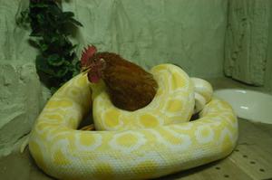 做梦梦到黄金蟒会发生不好的事情吗预示着什么？-周公解梦