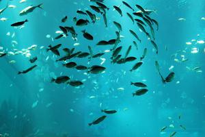 做梦梦到鱼塘里好多鱼,这个梦好吗预示着什么?-周公解梦