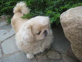 做梦孕妇梦到一群宠物狗跟朋友有什么关系预示着什么？-周公解梦