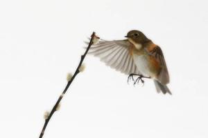 做梦梦到鸟预示着什么?,为什么会梦到鸟预示着什么?-周公解梦