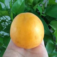 做梦周公解梦梦到吃大黄杏表达的含义跟生活的关系你要知道。预示着什么?-周公解梦