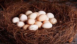 一个鸡蛋有多少克蛋白