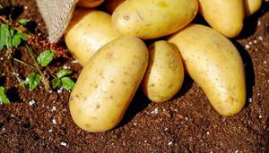 土豆成熟的标志