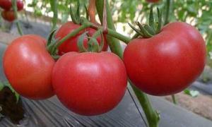 西红柿栽培技术