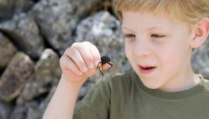 黑色甲虫吃什么食物