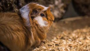 豚鼠和荷兰猪的区别