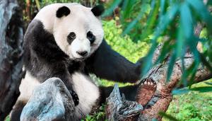 大熊猫的生长环境