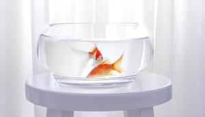高猛酸钾可以直接放鱼缸水里吗