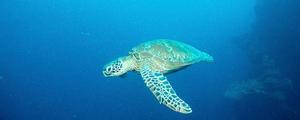 海龟是寿命最长的海洋生物吗