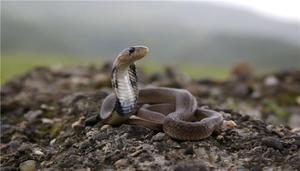 眼镜蛇是不是保护动物