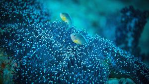 珊瑚虫是动物还是植物