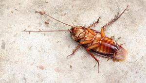人类模仿蟑螂发明了什么
