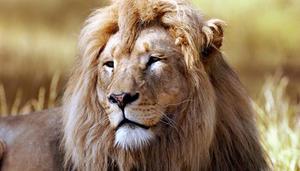 狮子属于几级保护动物