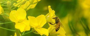 黄蜂属于益虫还是害虫