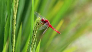 蜻蜓属于害虫吗