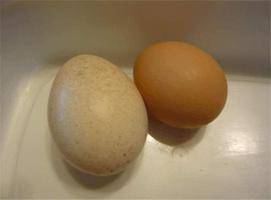 火鸡蛋和鸡蛋的区别有哪些