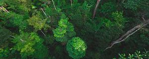 森林生态系统的作用是什么