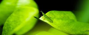 尖头绿蚂蚱吃什么