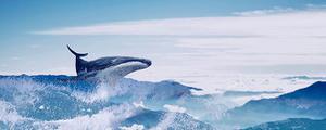 鲸的叫声有什么含义